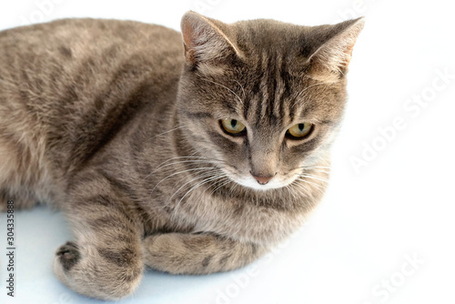 Tabby cat lying on the floor. Gray cat with green eyes plays on a blue surface © Viktory