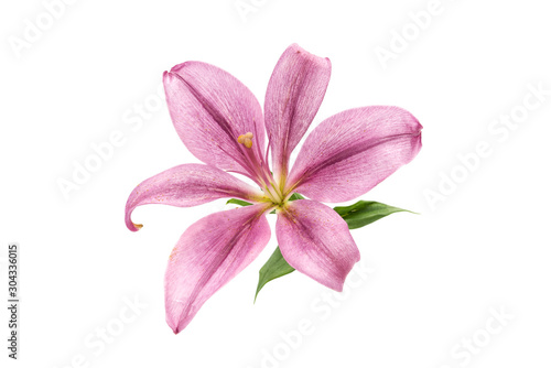 a blooming pink lily close-up on a white background