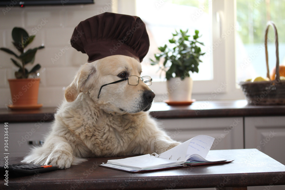 Clever dog wearing glasses. Golden retriever at the table with calculator and writing-book - obrazy, fototapety, plakaty 