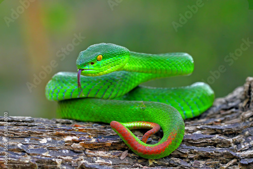 green insularis pit viper, white-lipped island snake, venomous snakes