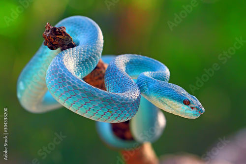 Fotografia blue insularis pit viper snake, trimeresurus albolabris, venomous snake
