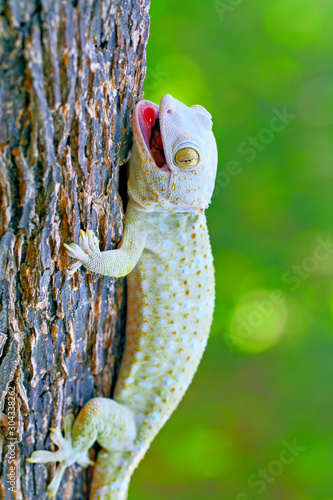 tokay gecko on the branch of wood