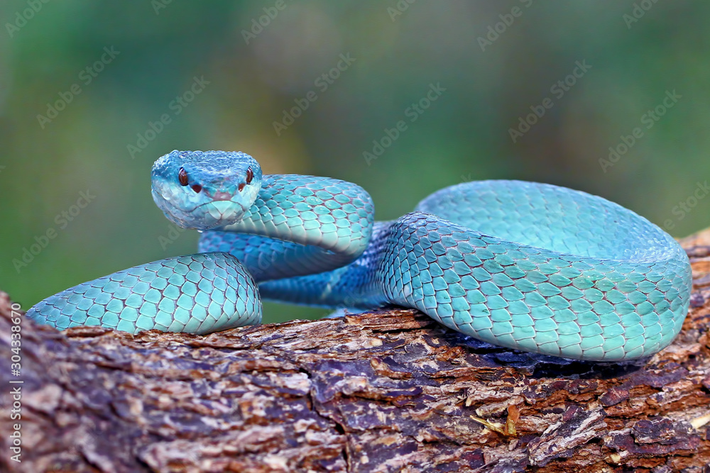 blue insularis pit viper snake, trimeresurus albolabris, venomous snake