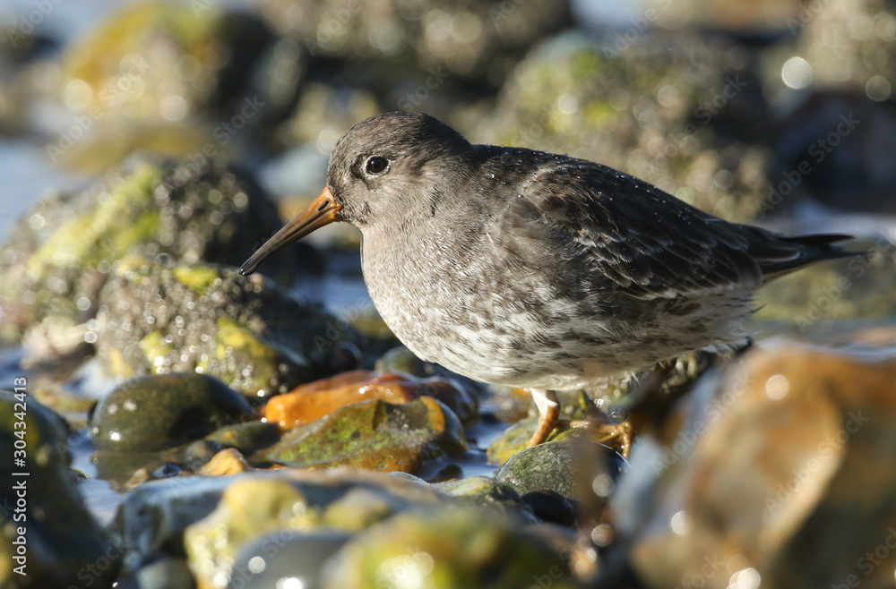 A stunning Purple Sandpiper (Calidris maritima) feeding along the shoreline at the coast in the UK. A stunning Purple Sandpiper (Calidris maritima) feeding along the shoreline at the coast in the UK.