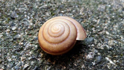 Shells on the stone ground, the snail shells, the snail shells