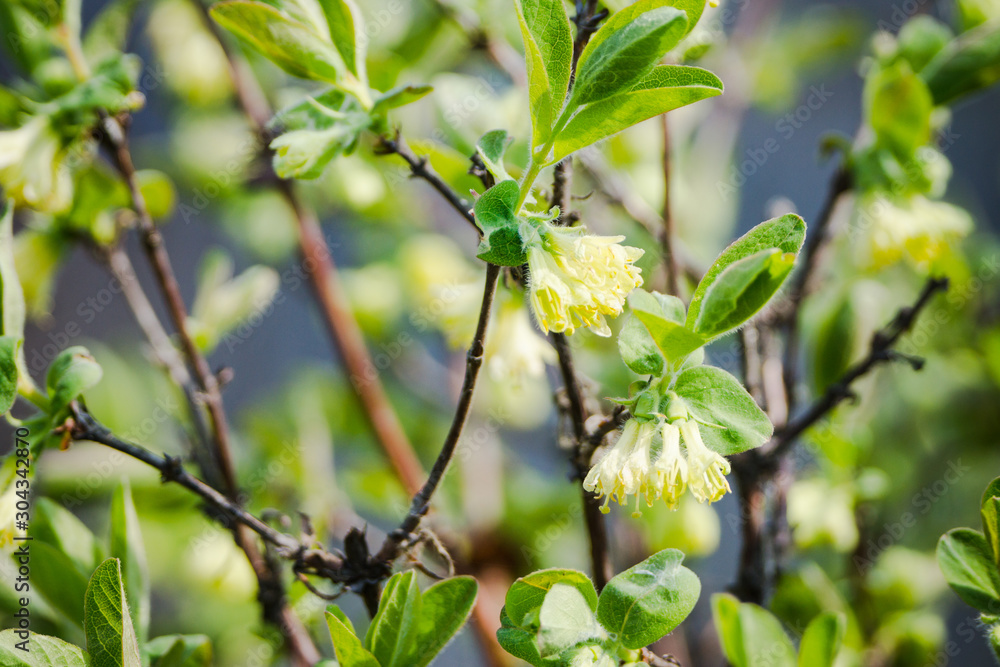 Blooming honeysuckle branch with new green leaves. Selective focus. Shallow depth of field. Blooming honeysuckle branch with new green leaves. Selective focus. Shallow depth of field.