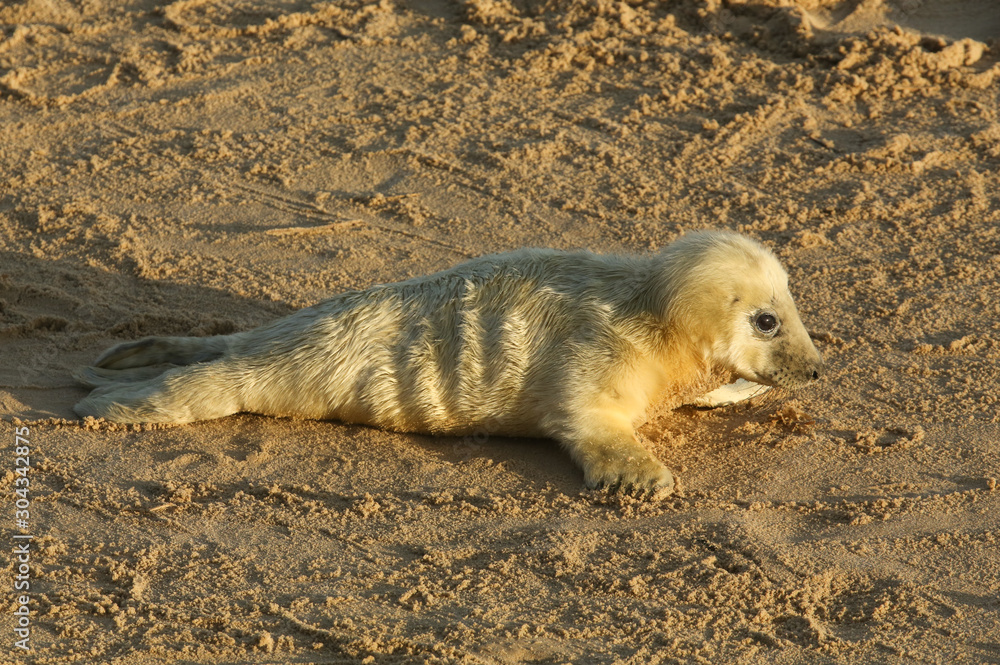 Obraz premium A new born Grey Seal pup (Halichoerus grypus) lying on the beach on a sunny day at Horsey, Norfolk, UK.