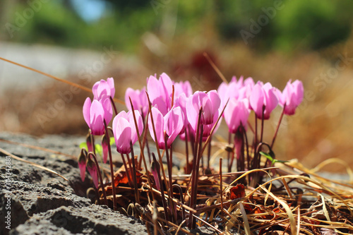 Bilde på lerret Wild cyclamen flowers growing on stones.