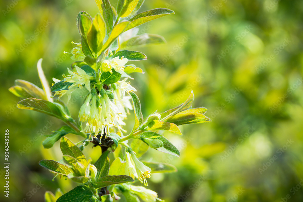 Fototapeta premium Blooming honeysuckle branch with new green leaves. Selective focus. Shallow depth of field.
