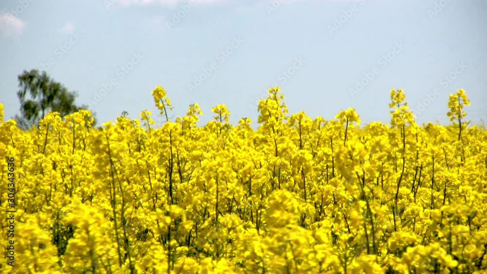 Yellow Field With Blooming Canola Flowers Yellow Field With Blooming Canola Flowers