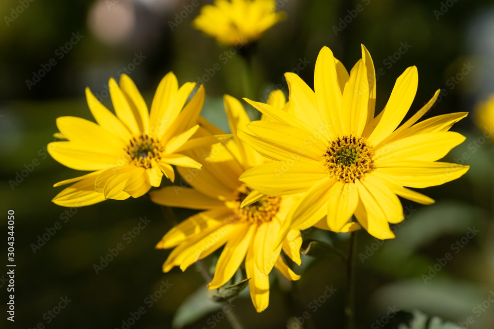 Topinamburblüte Topinamburblüte
