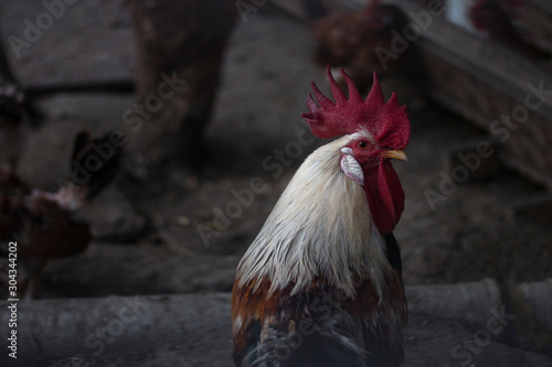 Beautiful Rooster on poultry farm background