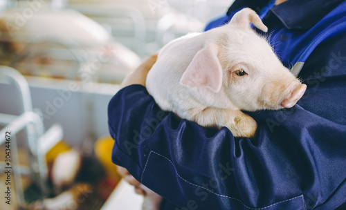 Foto pig farm industry farming hog barn pork