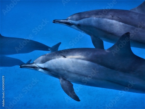 morze Czerwone delfin ssaki wodne © Dariusz