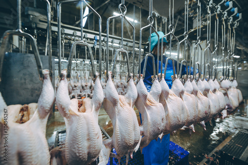 bird chicken factory line hang poultry industry photo