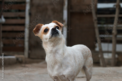 Looking up, sweet white dog in garden