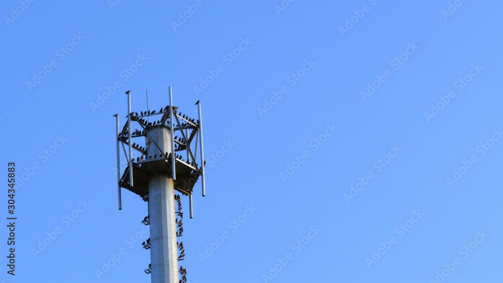 A group of black crow on the pole. A group of black crow on the pole.