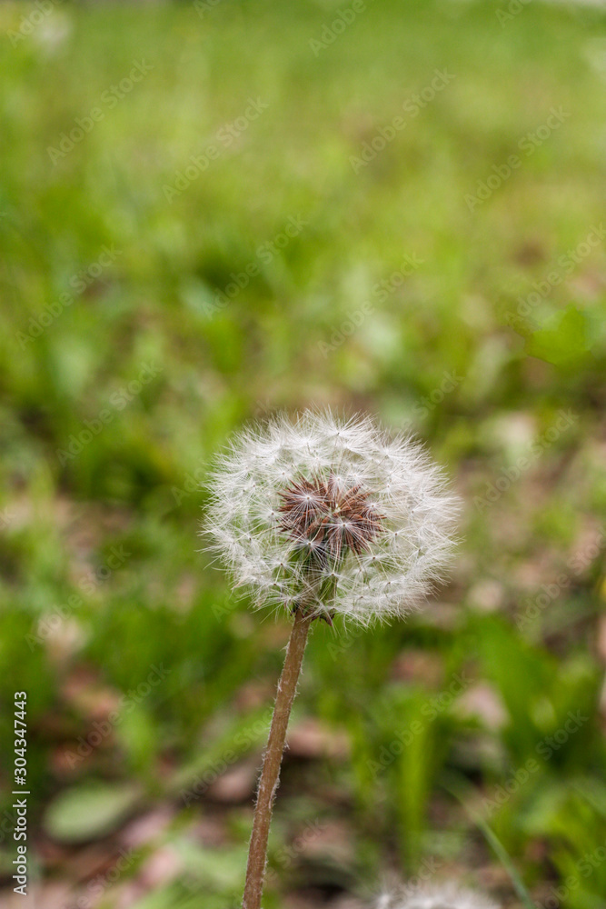 Common Dandelion, isolated on green blurred green background. Scientific name : Taraxacum officinale.