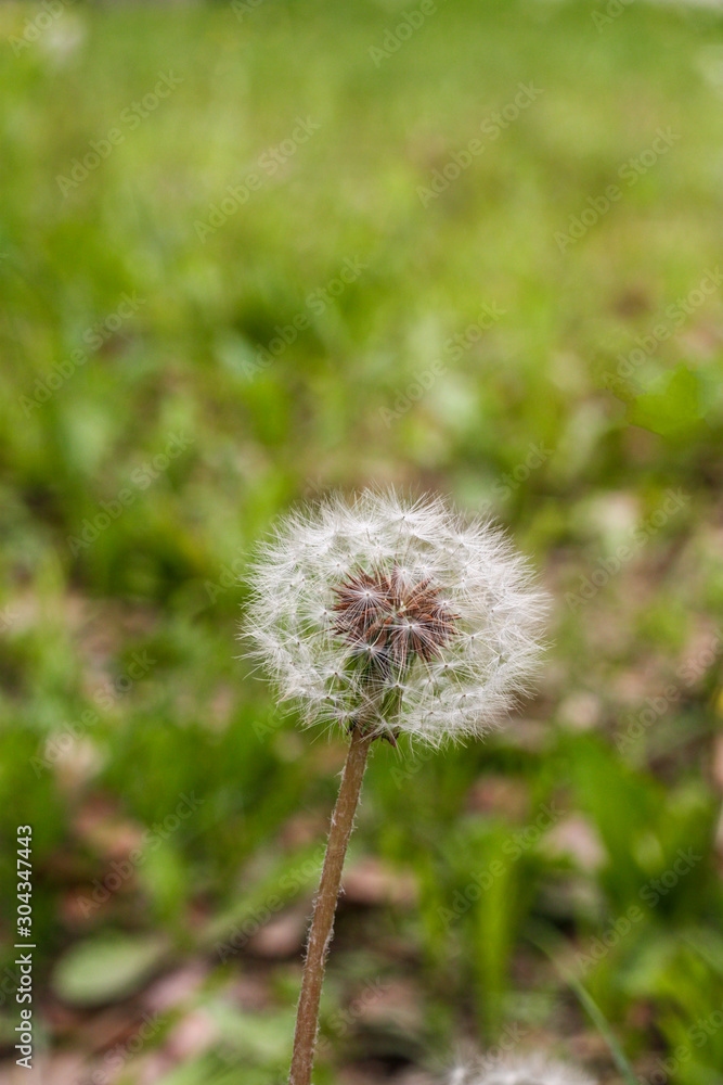 Common Dandelion, isolated on green blurred green background. Scientific name : Taraxacum officinale. Common Dandelion, isolated on green blurred green background. Scientific name : Taraxacum officinale.