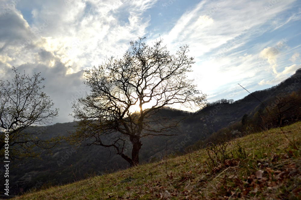 A lone tree without leaves, standing on a hillside, and a bright blue cloudy sky behind it A lone tree without leaves, standing on a hillside, and a bright blue cloudy sky behind it