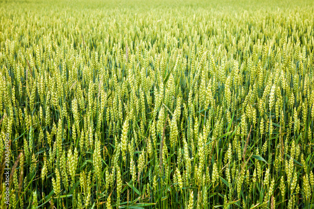 natural green ears of wheat natural green ears of wheat