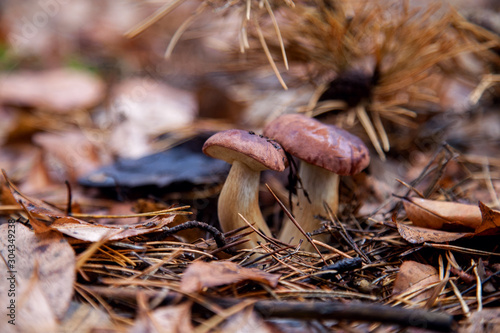 Double mushroom imleria badia  commonly known as the bay bolete or boletus badius growing in pine tree forest..
