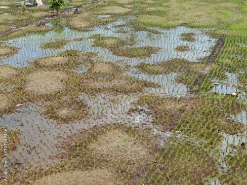 A top down aerial view of a paddy field with farmers at work. Located in Kuching, Sarawak, Malaysia.General scenery of a paddy field, huts, trees and farmers.