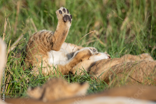 Cute lion cub