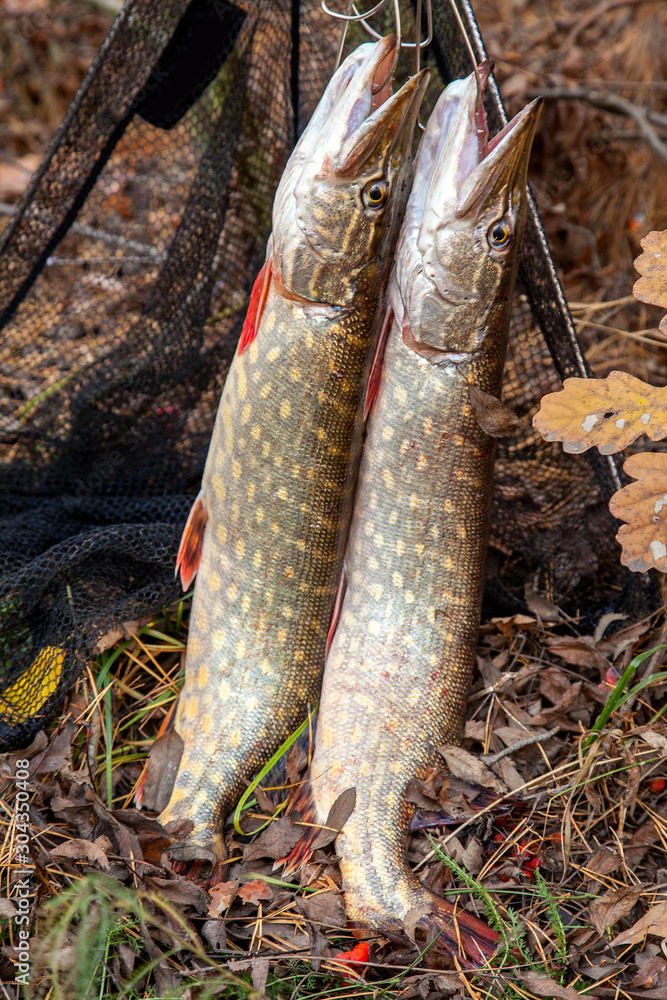 Freshwater pike fish. Two freshwater pike fish on fish stringer on natural  background.. Stock Photo | Adobe Stock