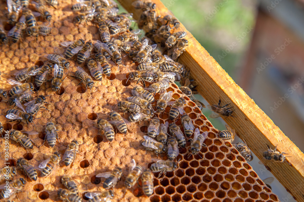 Working bees in a hive on honeycomb. Bees inside hive with sealed and open cells for their young.. Working bees in a hive on honeycomb. Bees inside hive with sealed and open cells for their young..