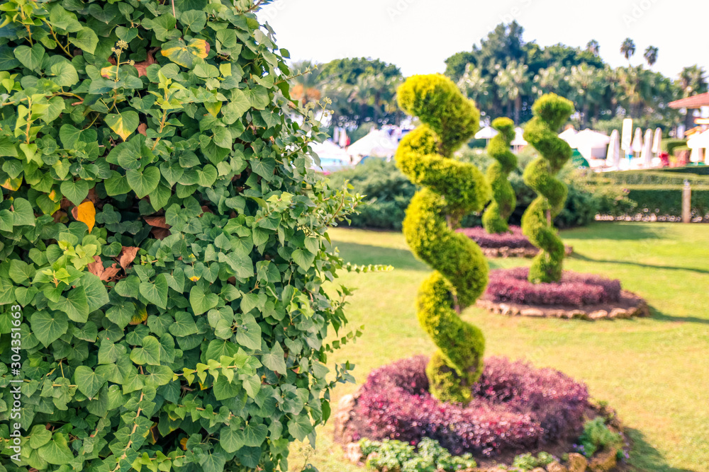 Creatively trimmed bushes in the garden. Decorative clipped trees in the garden.