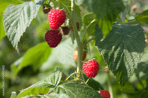 Ripe and unripe raspberry in the fruit garden. Growing natural bush of raspberry. Branch of raspberry in sunlight..