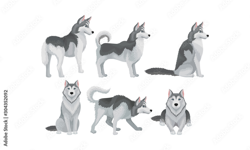 Siberian Husky Vector Set. Purebred Doggy in Different Poses