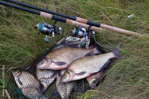 Successful fishing - two freshwater bream fish and fishing rod with reel on keepnet with fishery catch in it..