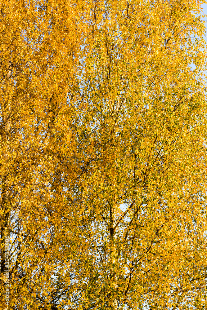 abstract background of birch foliage abstract background of birch foliage