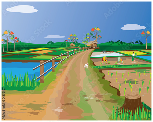 farmer transplant rice seeding in paddy field vector design