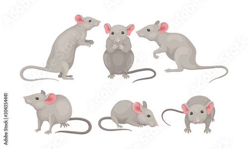 Mouse in Different Poses Vector Set. Small Rodent With Gray Coat and Long Tail