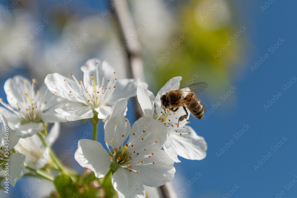 Blossoming cherries and bee in spring time. Blossoming cherries and bee in spring time.