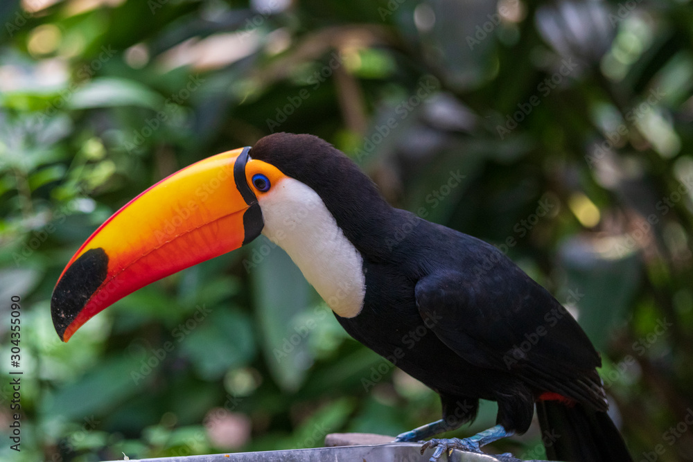 Fototapeta premium Tukan w dżungli w Guembe Park, Santa Cruz de la Sierra, Boliwia.