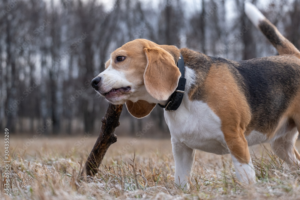 dog breed Beagle playing with a stick during a walk