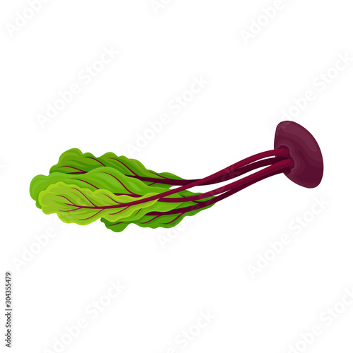 Beet Tops With Fibres Isolated On White Background Vector Illustration