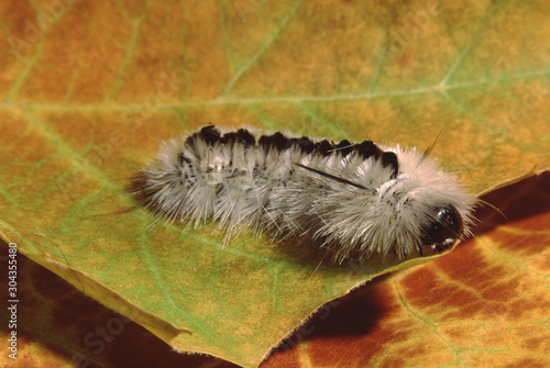 Hickory Tiger Moth Caterpillar (Lophocampa Caryae) photo