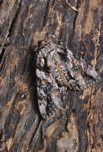 Ilia Underwing Moth (Catocala Ilia)