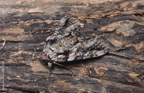 Ilia Underwing Moth (Catocala Ilia)