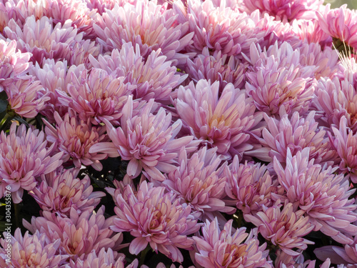 Chrysanthème des fleuristes en arrière plan (Chrysanthemum grandiflorum)