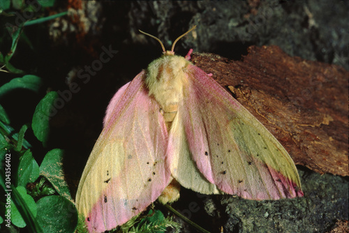 Rosy Maple Silk Moth (Dryocampa Rubicunda)