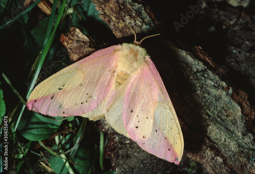 Rosy Maple Silk Moth (Dryocampa Rubicunda)
