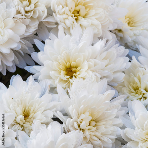  (Chrysanthemum grandiflorum) Gros plan sur fleurs de chrysanthème des fleuristes en corymbes de couleur blanc