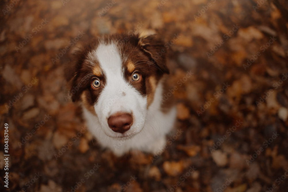 adorable australian shepherd puppy outdoors in autumn