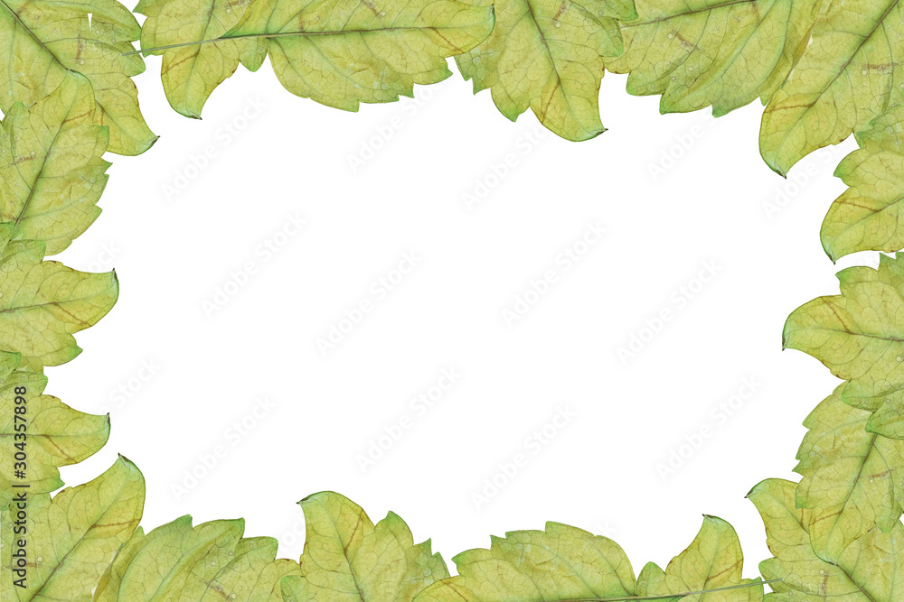 Beuatiful art green leaf background